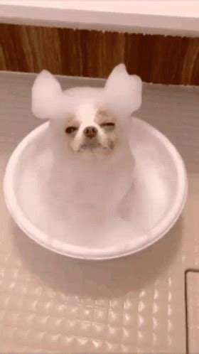 dog bath gif|More.